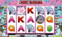 Cherry Blossoms